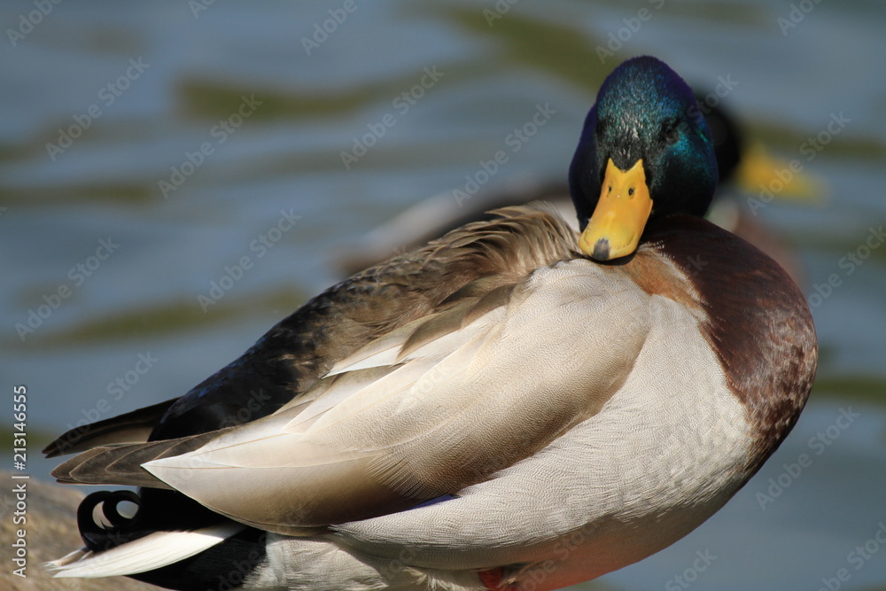 Obraz premium かも