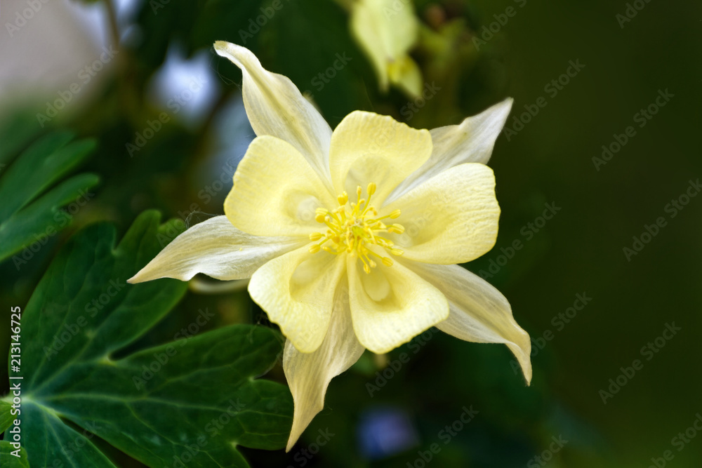 Yellow Columbine Flower Macro Yellow Columbine Flower Macro