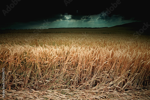 Harvest of bread, field of ripe wheat, against the dark sky. Toned photo, selective focus.