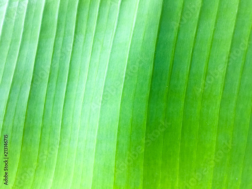 Green banana leaves. A banana leaf seem like green mix with dark