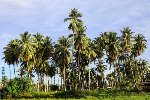 Beautiful coconut palm trees farm in Pantai Tok Bali in Bachok, Kelantan