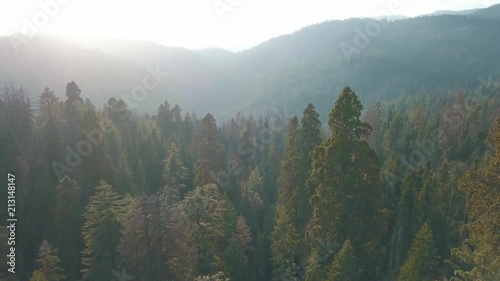 Aerial of a pine tree forest - Dog Valley California photo