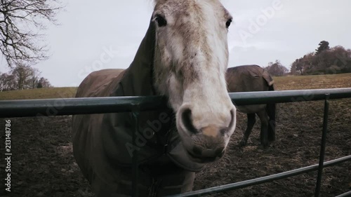 Horses in a paddock standing near a metal gate in the countryside. White animal in coat on mud