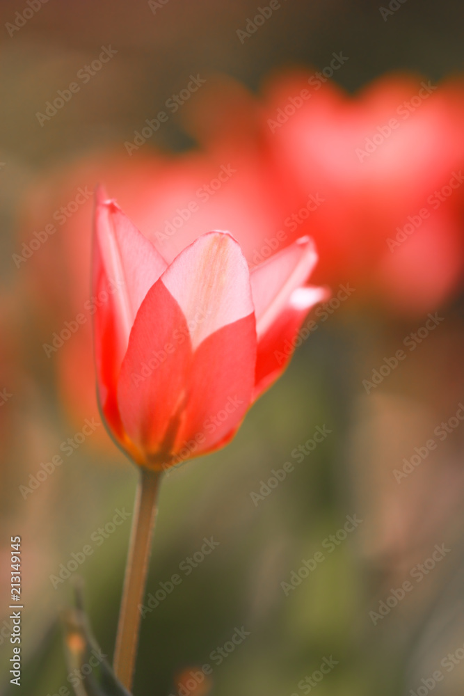 Pink flower on natural background, closeup.