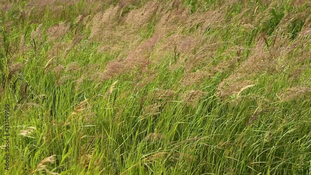 Strong wind rustles the grass of the field, bends to the earth Strong wind rustles the grass of the field, bends to the earth