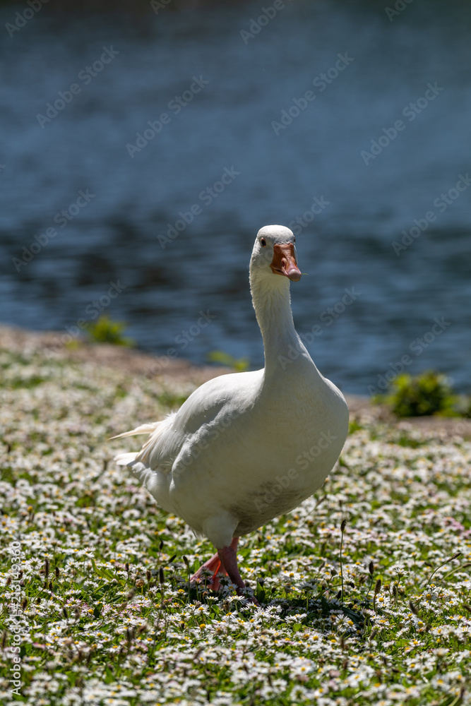 West of England Goose