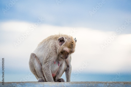 Small Lingling is growing. It is close to its monkey mother.