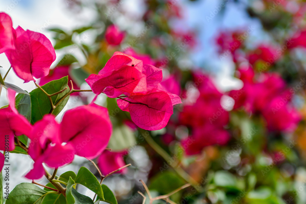 Blooming bougainvillea in a blue sky. Magenta bougainvillea flowers. Bougainvillea flowers as a floral background. Blooming bougainvillea in a blue sky. Magenta bougainvillea flowers. Bougainvillea flowers as a floral background.