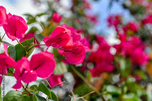 Blooming bougainvillea in a blue sky. Magenta bougainvillea flowers. Bougainvillea flowers as a floral background.