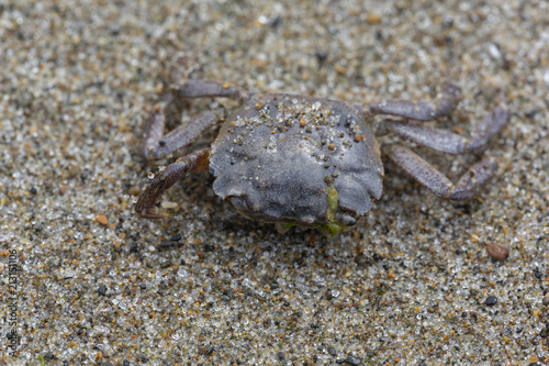 Decay crab on sand.