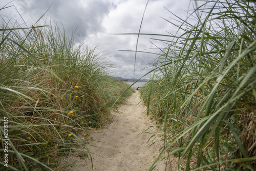 Path to the beach with grass on side. Blur background  focus on front grass.