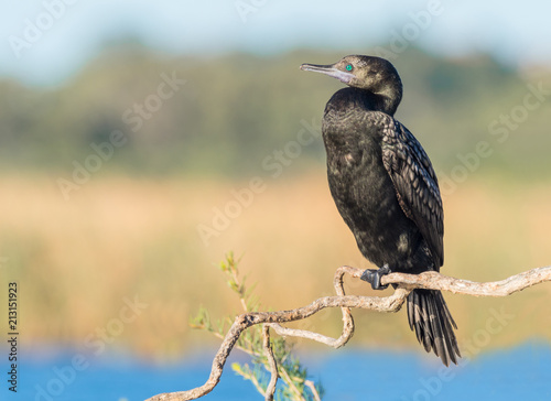 A Little Black Cormorant