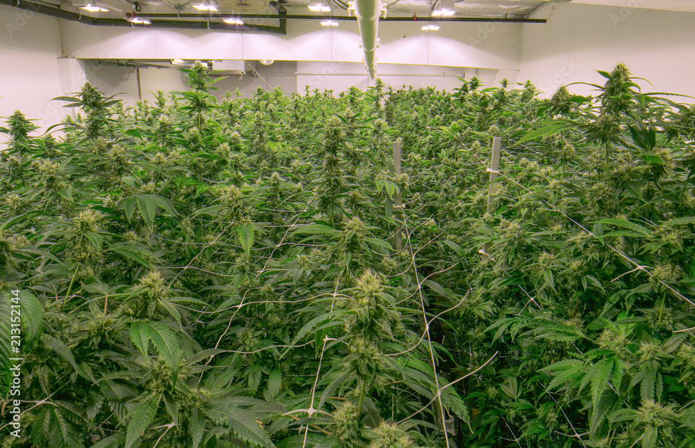 Indoor Cannabis Marijuana Grow Room California