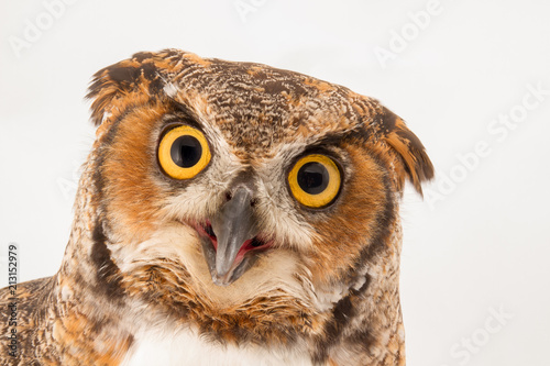 A surprised looking owl peering into the camera