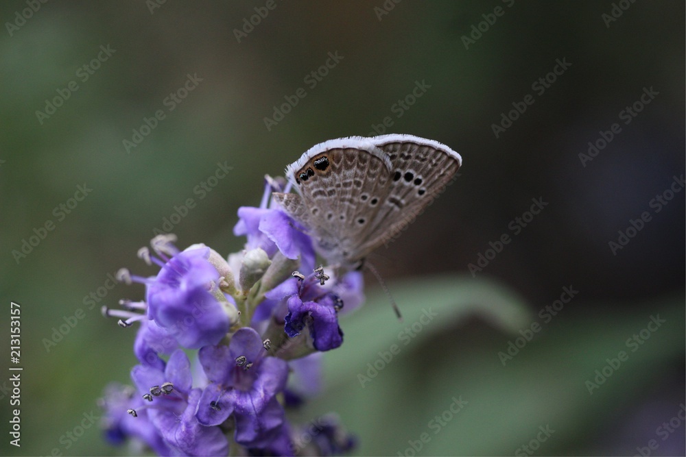 Fototapeta premium Small butterfly on flowers