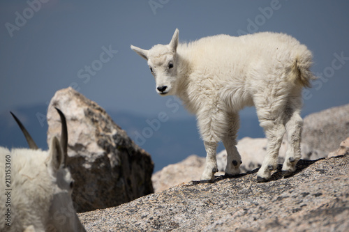 Young Mountain Goat