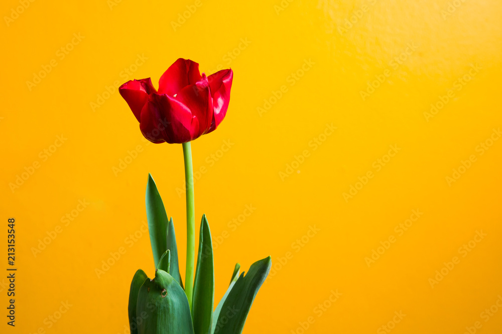 Obraz premium Red tulip and green leave on a yellow background closeup with space for your text