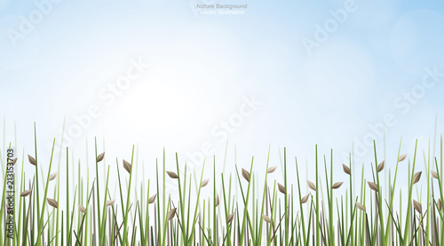 Outdoor background of green field with blue sky and soft light background. Vector.