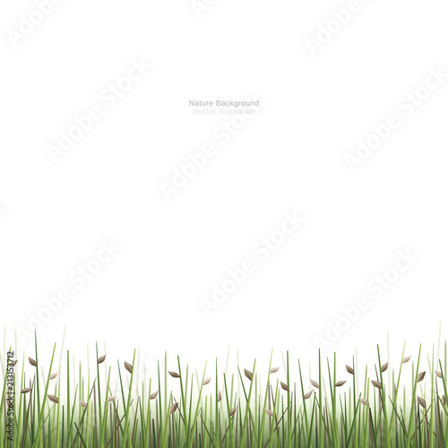 Outdoor green field background isolated on white. Natural abstract background. Vector.