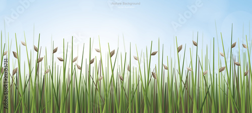 Outdoor background of green field with blue sky and soft light background. Vector.