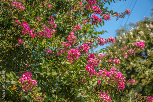 Pink Flower Tree / Bush © Kirk Love