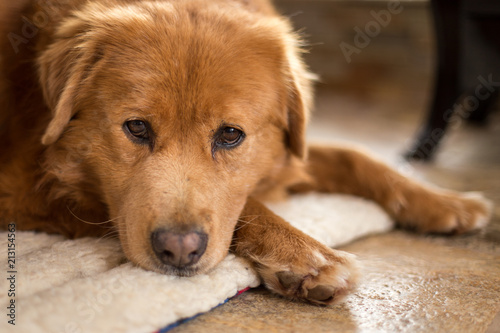 A golden colored dog laying on a rug in the home looking at the camera