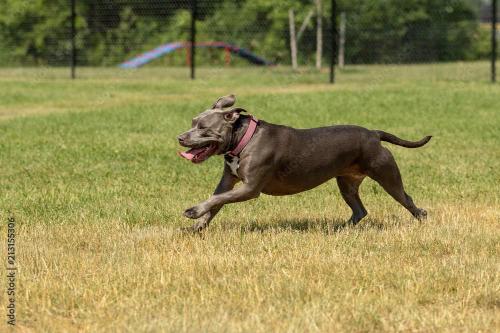 A blue pit bull running in a dog park in summer