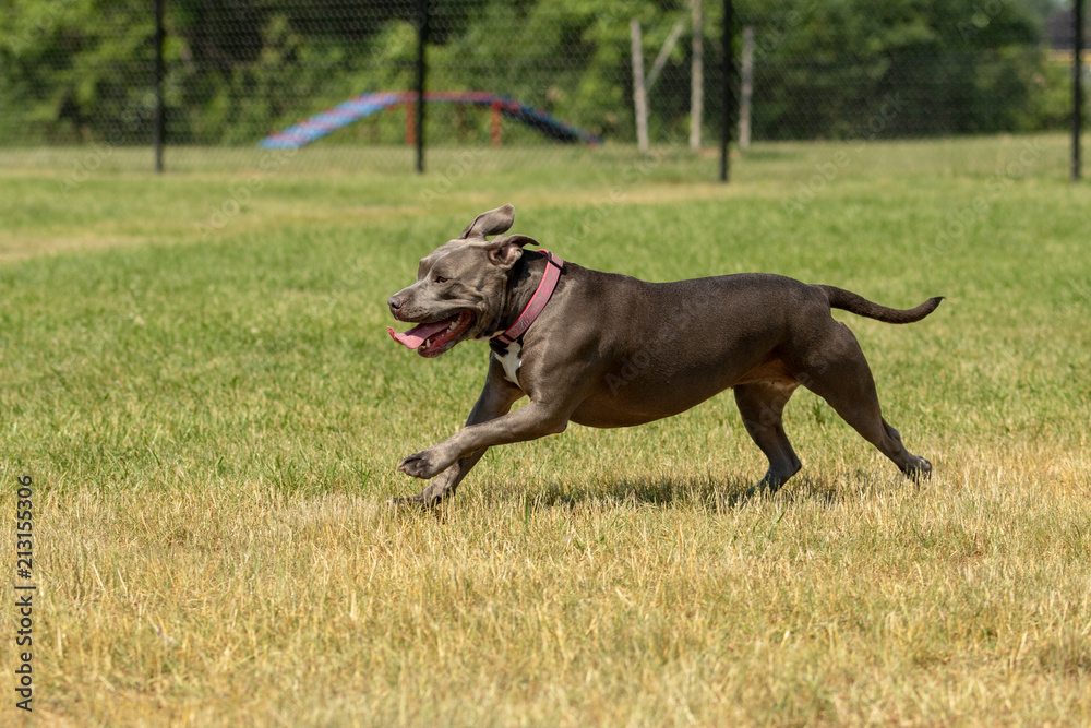 A blue pit bull running in a dog park in summer A blue pit bull running in a dog park in summer