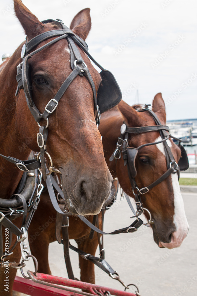 Fototapeta premium Horse 6