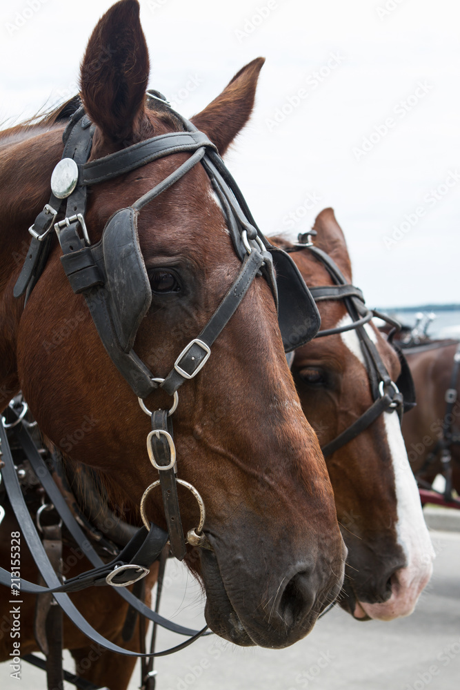 Horse 5 Horse 5