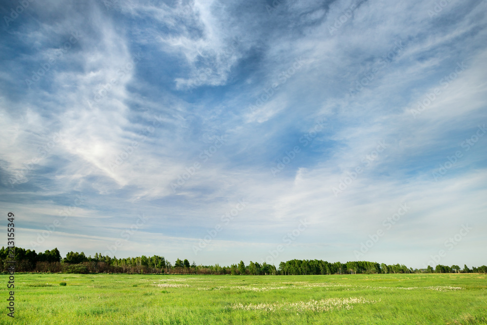 Beautiful green field and blue sky with clouds on a bright sunny day. Beautiful green field and blue sky with clouds on a bright sunny day.