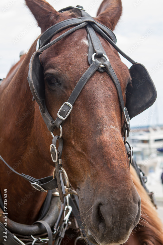 Obraz premium Horse 2