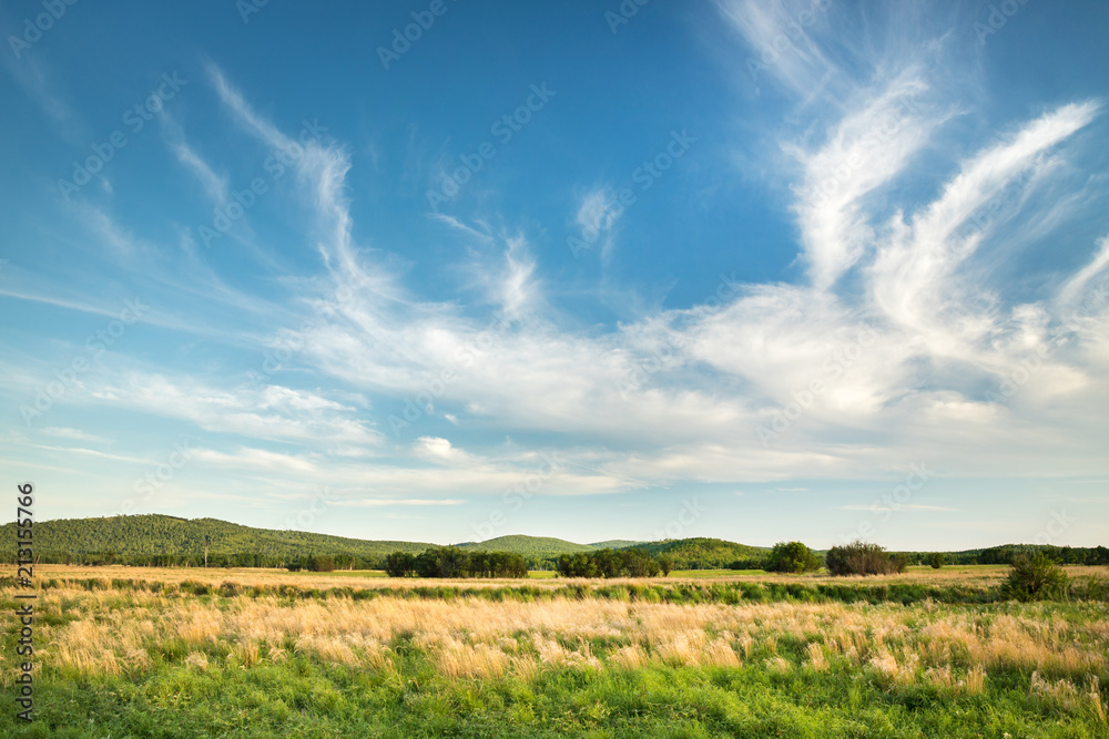 Beautiful green and yellow field and blue sky with clouds on a bright sunny day. Small hills and trees in the background