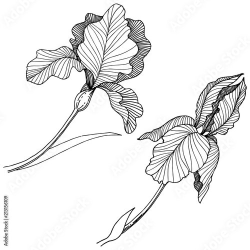 Irises flower in a vector style isolated. Full name of the plant: irises. Vector flower for background, texture, wrapper pattern, frame or border.