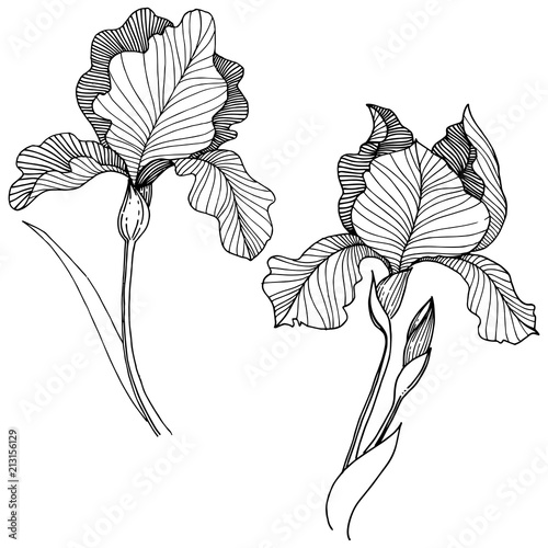 Irises flower in a vector style isolated. Full name of the plant: irises. Vector flower for background, texture, wrapper pattern, frame or border.