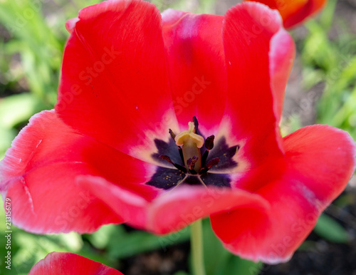 Fototapeta Naklejka Na Ścianę i Meble -  Red hibiscus flowers.