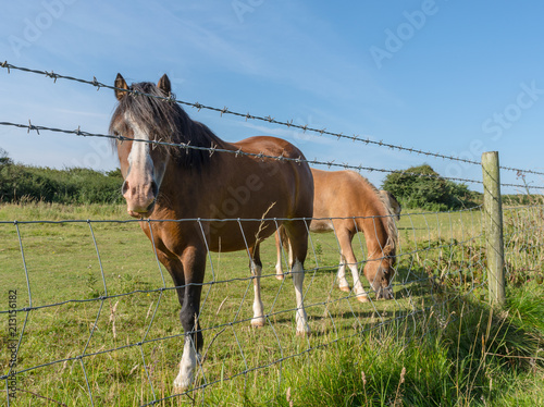 South Wales Horses