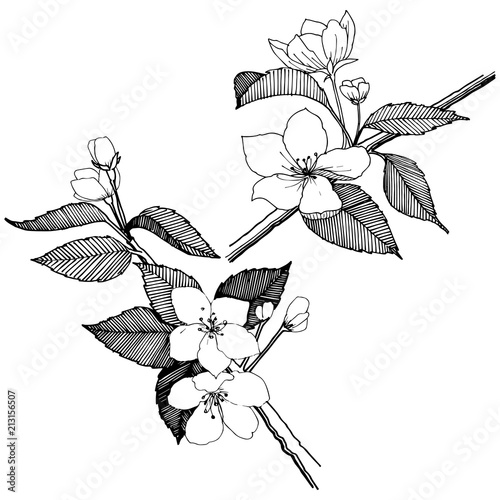 Apple flowers in a vector style isolated. Full name of the plant: apple flowers. Vector flower for background, texture, wrapper pattern, frame or border.