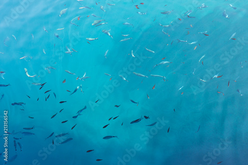 High angle view of fishes in Ionian Sea