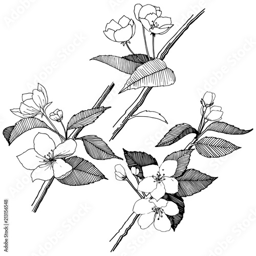 Apple flowers in a vector style isolated. Full name of the plant: apple flowers. Vector flower for background, texture, wrapper pattern, frame or border.