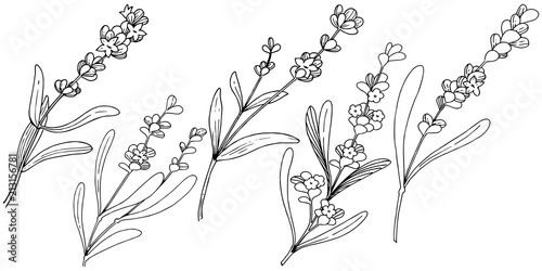 Flower lavender in a vector style isolated. Full name of the plant: lavender. Vector flower for background, texture, wrapper pattern, frame or border.