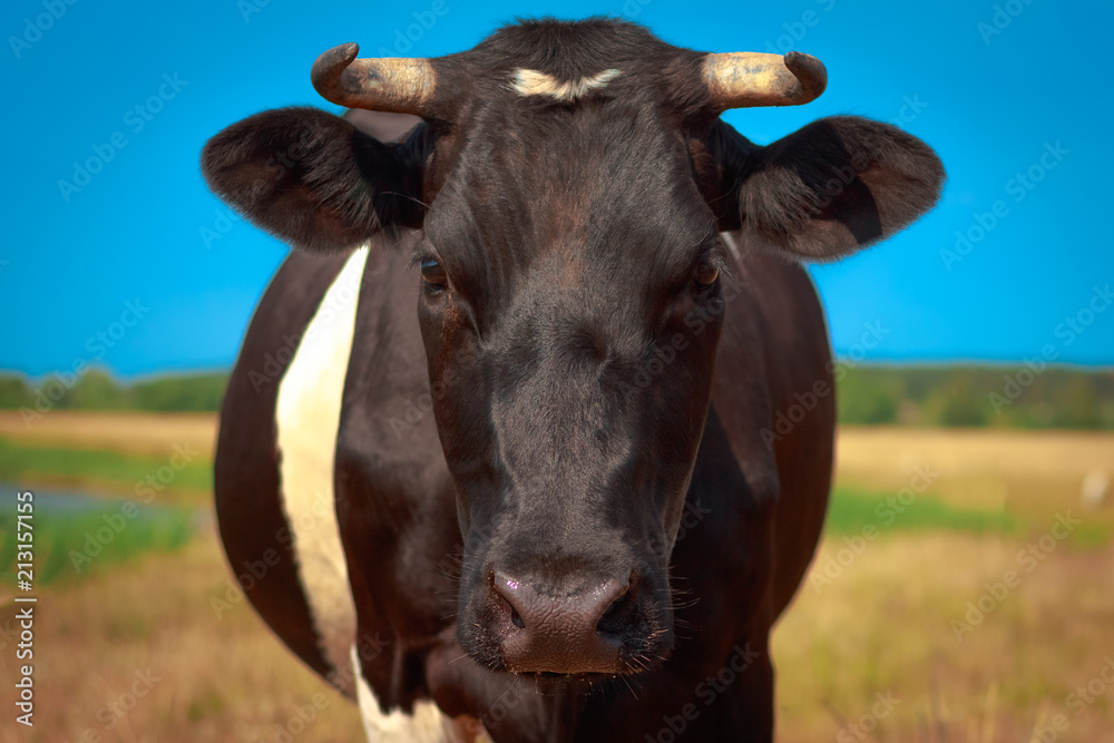 Cow face portrait close-up