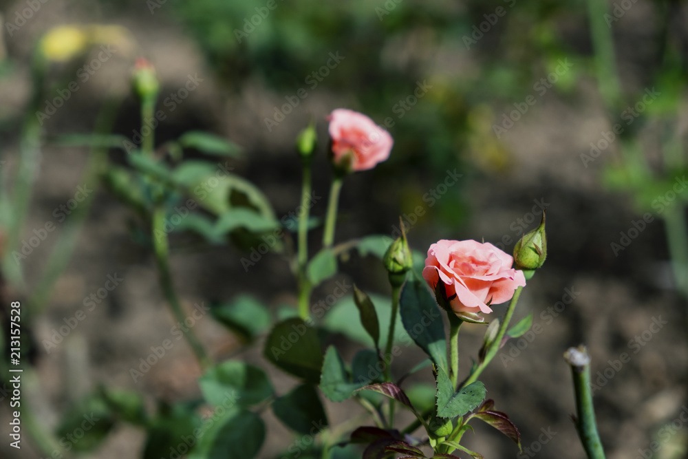 Blurred for Background.Beautiful close-up of Orange rose with green leaves in the rose garden.