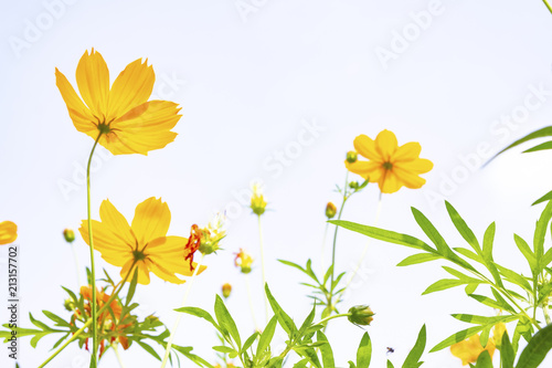 Yellow flower of Mexican Diasy, Sulfur Cosmos, Yellow Cosmos on white background.