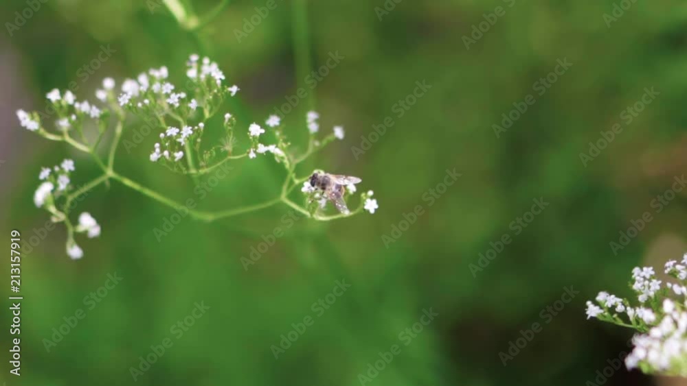 SLOWMO Closeup with shallow focus, a bee pollinates white flowers swaying gently SLOWMO Closeup with shallow focus, a bee pollinates white flowers swaying gently