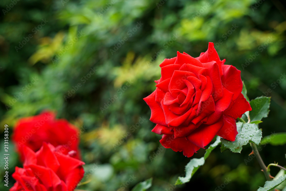 Beautiful red roses on rainy day. 雨の日に美しい赤いバラ