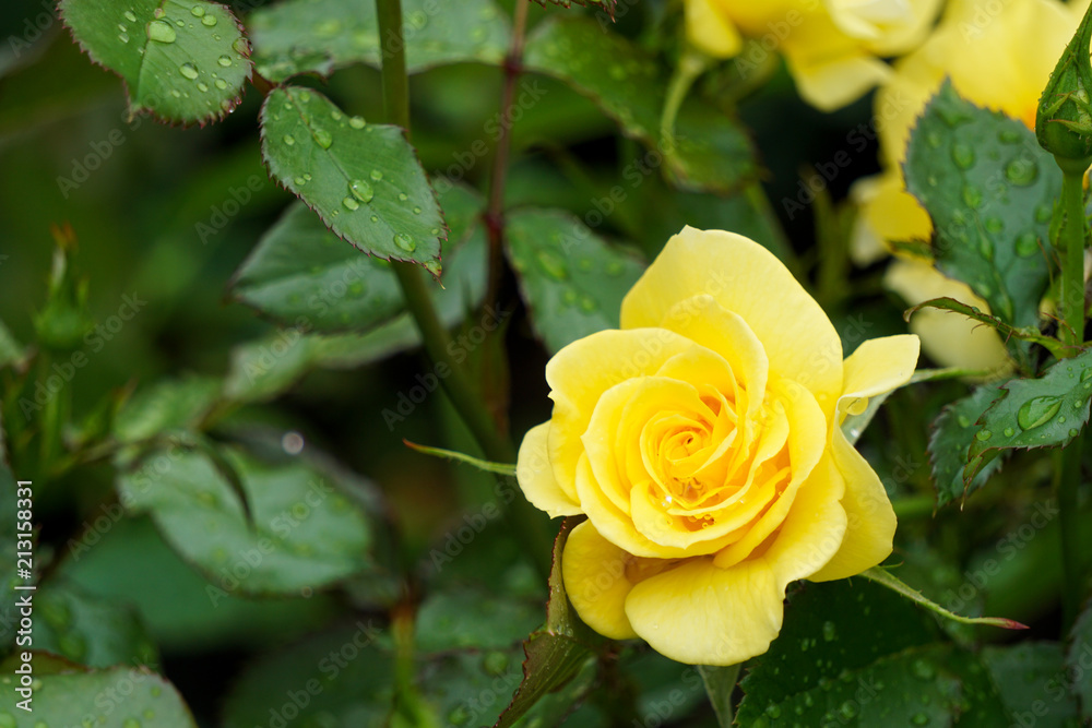 Beautiful yellow roses on rainy day. 雨の日に美しいkiiro 色のバラ