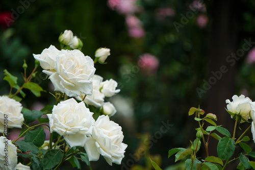 Beautiful white roses on a rainy day   雨の日の美しく白いバラ photo