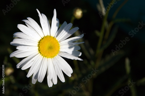 A flower of a camomile on a dark background.