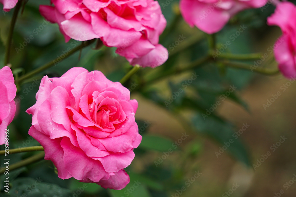 Beautiful pink roses on rainy day.  雨の日に美しいピンク色のバラ